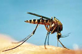 kullancs szúnyog ellen piretmix