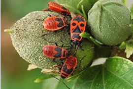 rovarok - piretmix rovarirtó