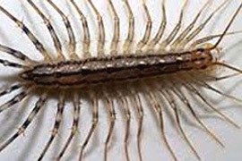 rovarok - piretmix rovarirtó