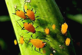 rovarok ellen piretmix