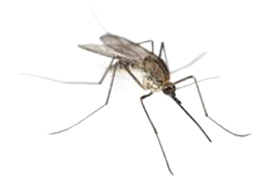 kullancs szúnyog ellen piretmix